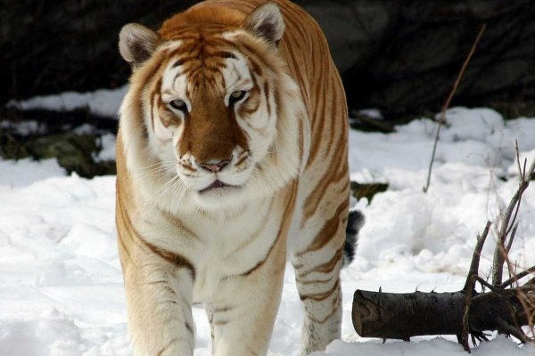 Как закинуть фото на блэкспрут